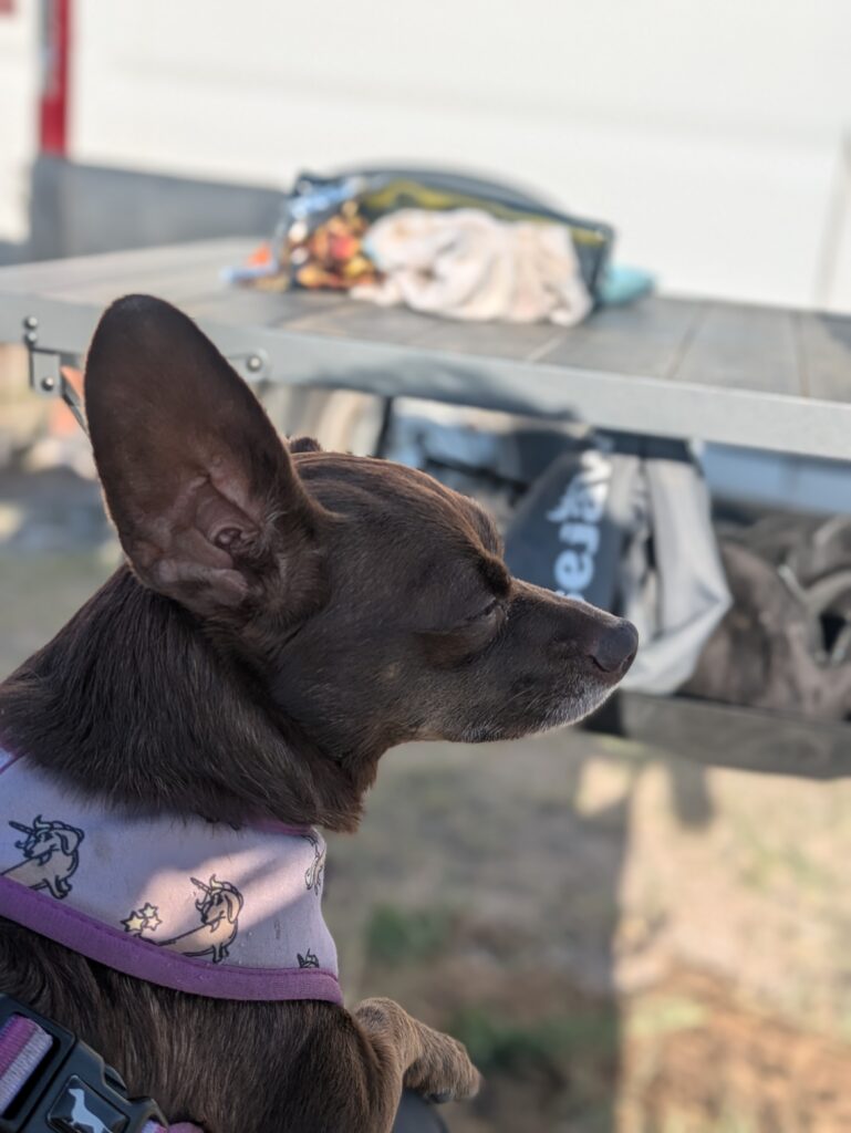 Matilda the dog playing support crew in the Idaho mountains