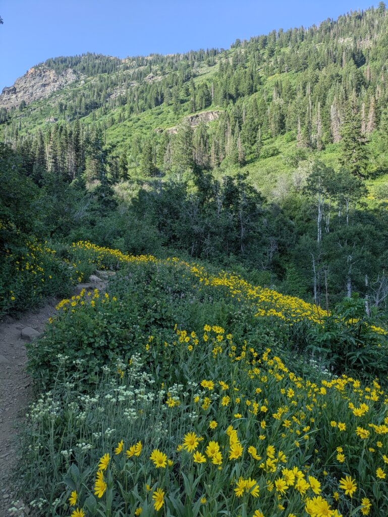 Lake Blanche Trail wildflowers just off the trail during summer months