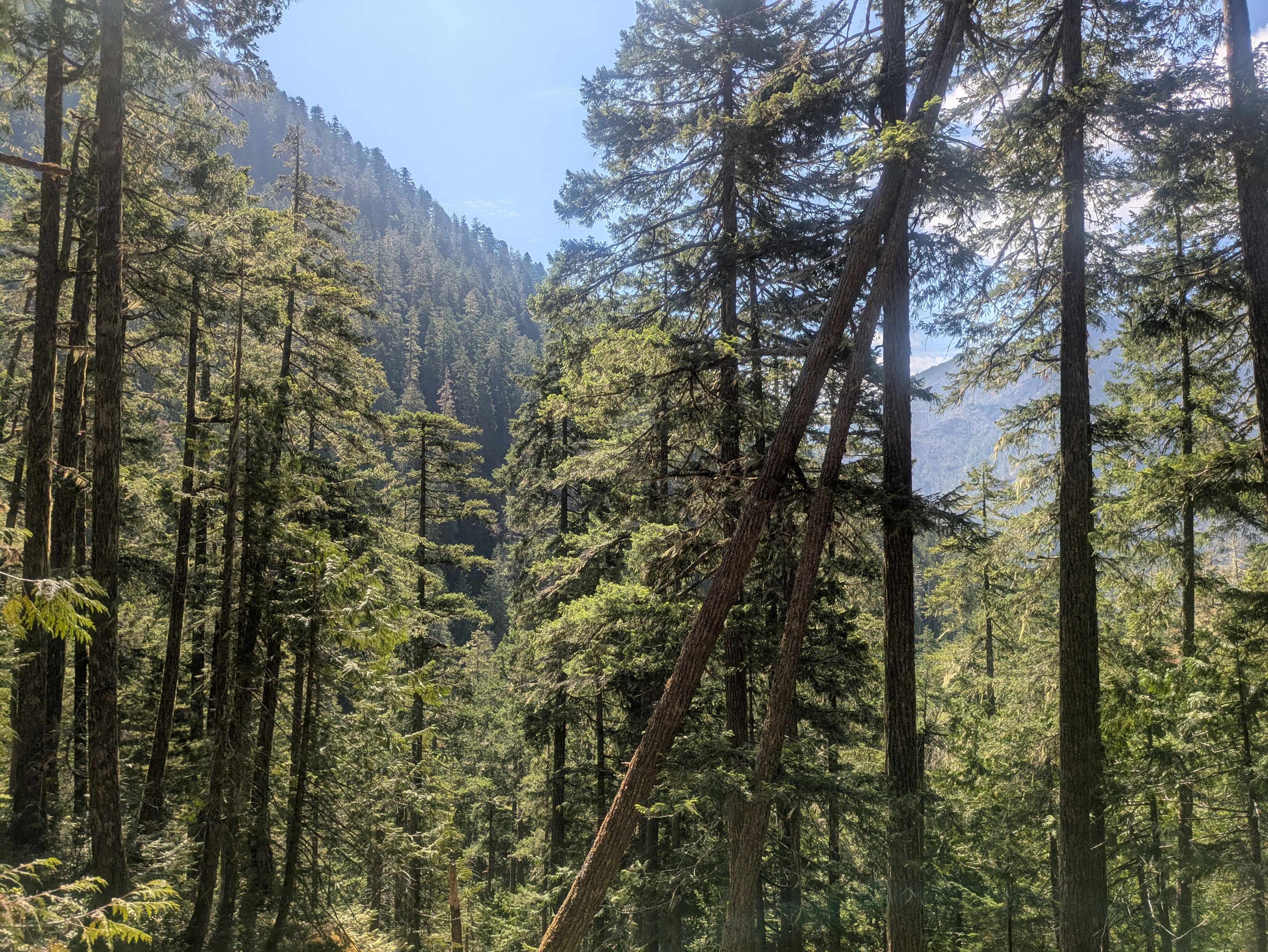 Lush forest views from Lower Lena Lake Trail