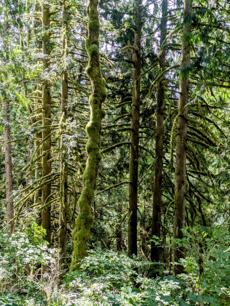 Mount Si Trail's dense forest with trees covered in moss.