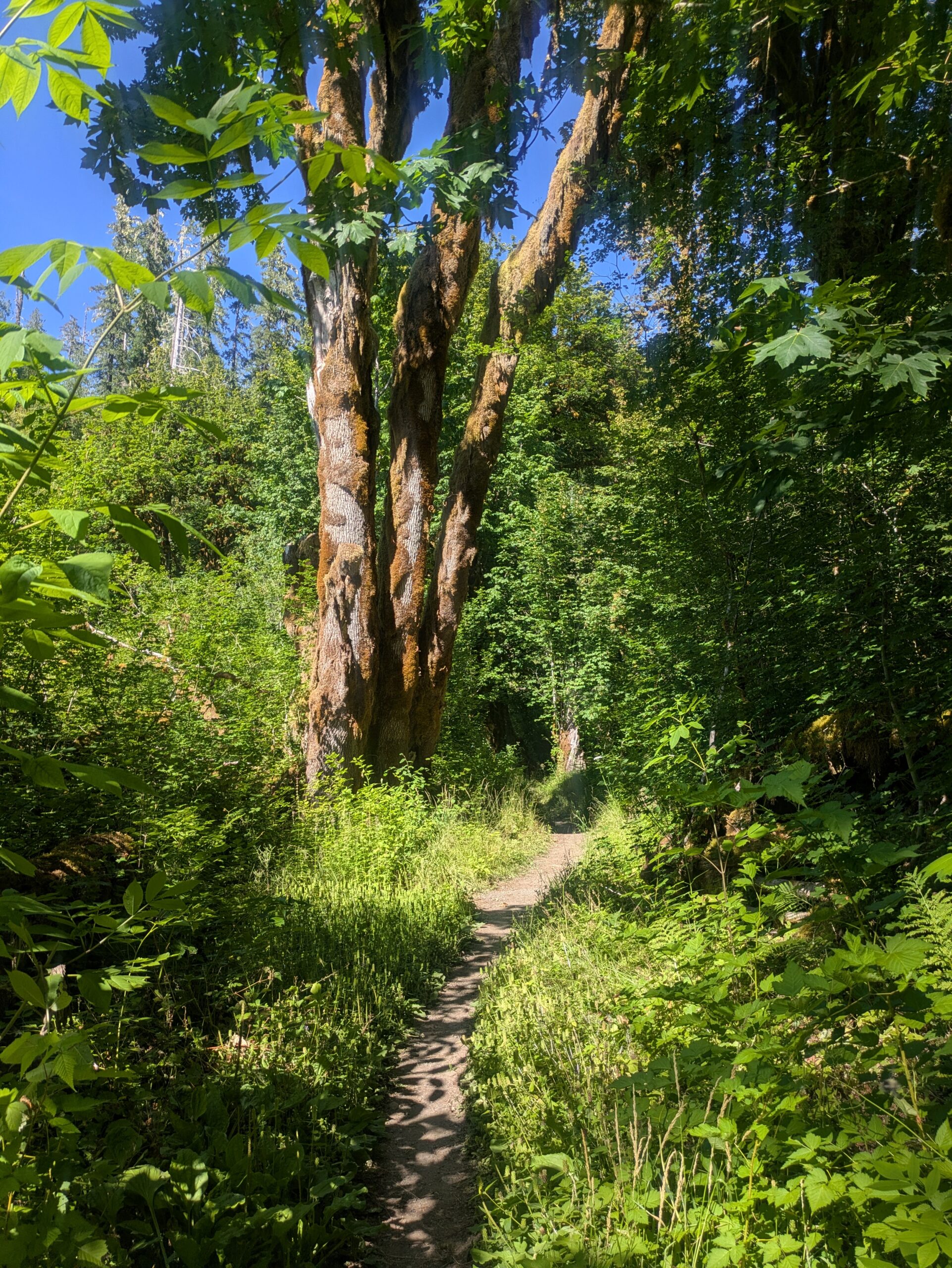 Single track trail in forest.