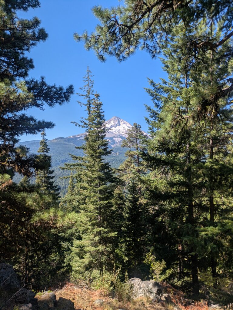Mount Hood in forest