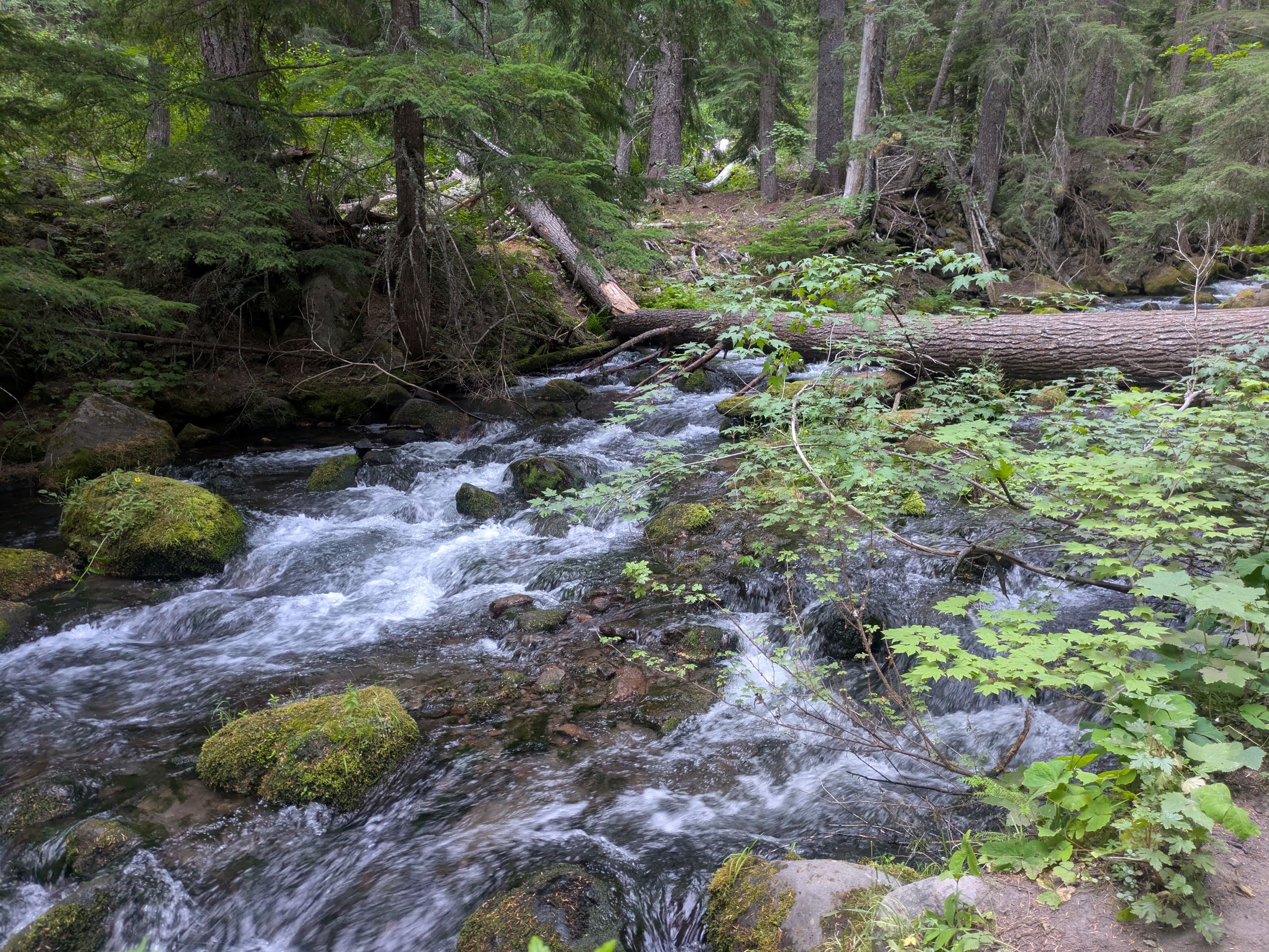 Creek on the Tamanawas Falls hike in Mt. Hood, Oregon