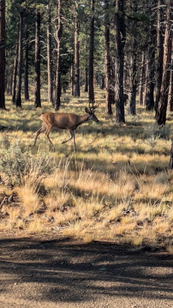 Deer in forest