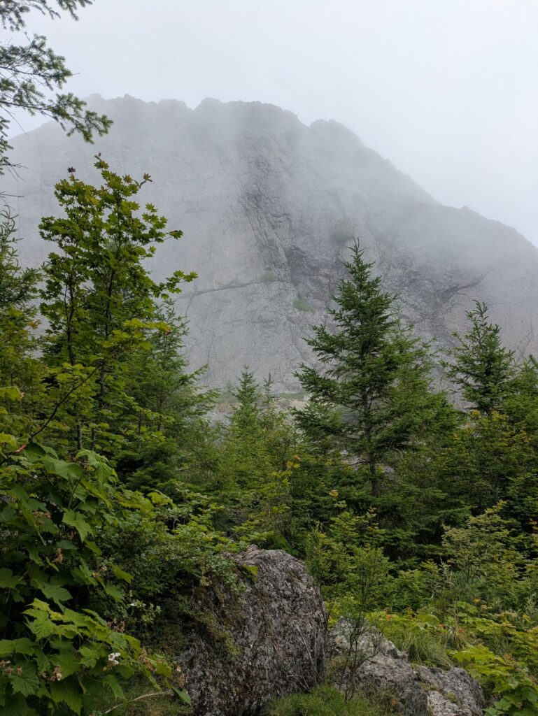 Mount Si forest