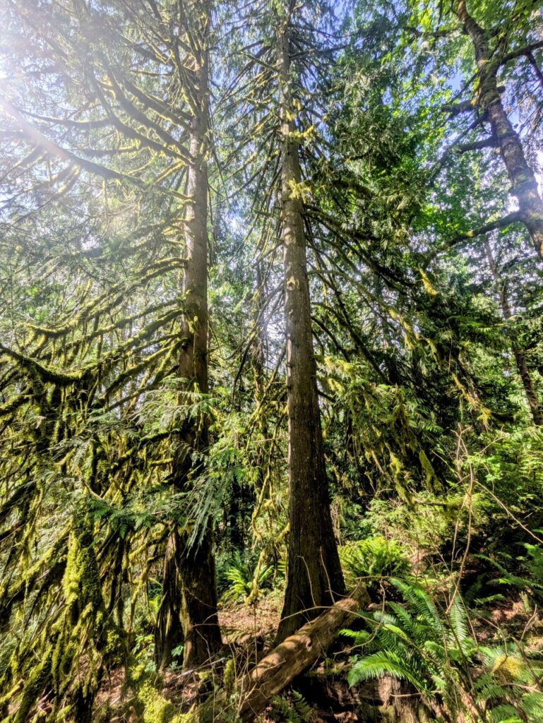 Mount Si forest